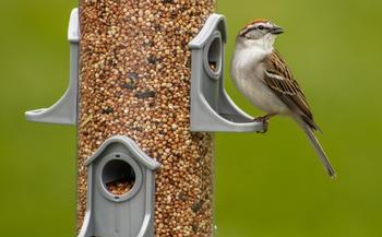 sparrow-6204860_1280.jpg