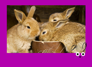 SMLL MAMMAL frame with illus_IMAGE BUTTON not text_Rabbitsx3.png