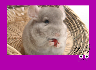 SMLL MAMMAL frame with illus_IMAGE BUTTON not text_Chinchilla 2.png