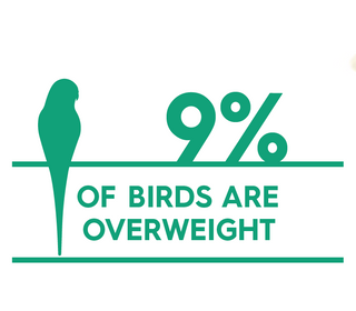 Obesity % by species_Bird.png