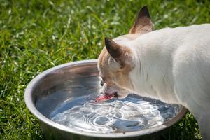 Dog drinking high res.jpg