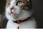 Cat with bell collar