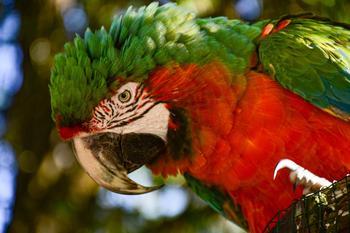 macaw-gf106c1268_1920.jpg