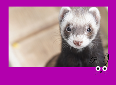 SMLL MAMMAL frame with illus_IMAGE BUTTON not text_Ferret 2.png