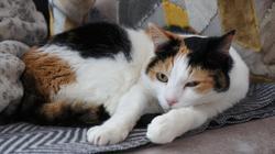 cat-2013494_1280.jpg