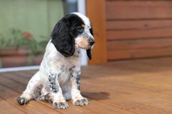 spaniel-4511728_1280.jpg