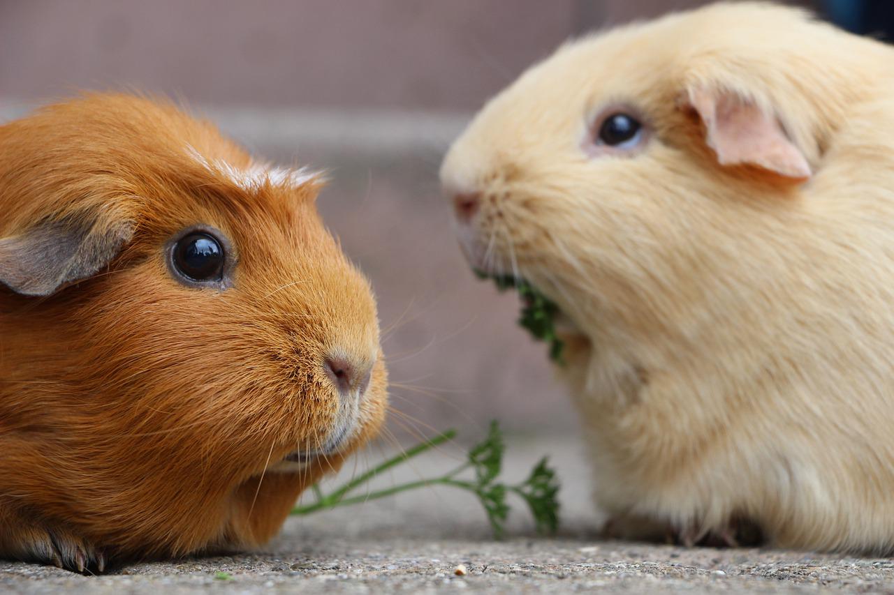 guinea-pig-5287749_1280.jpg