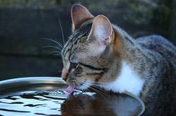 cat drinking 2.jpg